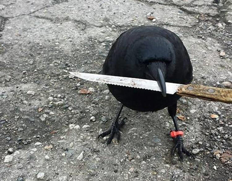 photo of crow holding a knife in its mouth